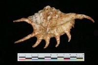 藏品(蜘蛛螺)的圖片